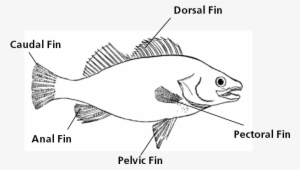 A Drawing Naming The Different Fins Of A Fish, Including - Fish Clip Art #3115360