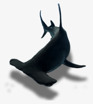 The Tiburon Story - Shark #3115504