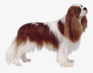 Cavalier King Charles Breed Cut #3118288