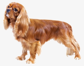 Cavalier King Charles Spaniel - Reflective Dog Lead And Harness #3118397