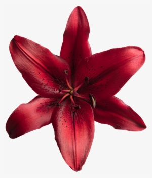 Orange Lily #3119288