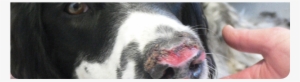 Cutaneous Vasculitis - Leishmaniasis Dog Nose Lesions #3119494