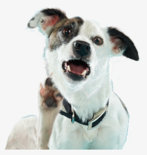 "can Anyone Help A Dog Out With This Itch" - Apoquel Dermatológico #3119565