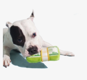 5% Of Barkshop Proceeds Goes Directly To Helping Dogs - Bark #3119639