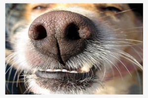 Cancer Detection - Cancer Side Of Dog Nose #3119659