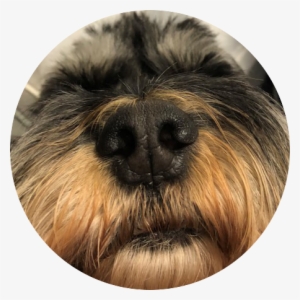 Dognose - Lhasa Apso #3119704
