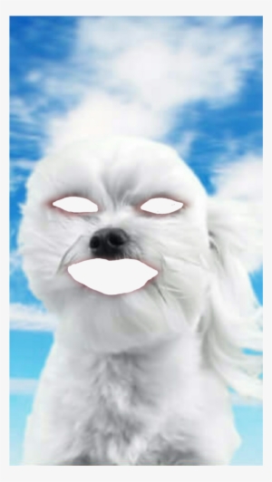 Report Abuse - Maltese #3119794