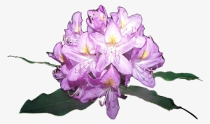 Rododendro Png #3119837