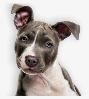 Breeder Of The Pack - Pit Bull Puppy White Background #3119862