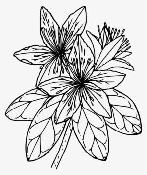 This Free Icons Png Design Of Pacific Rhododendron #3119864