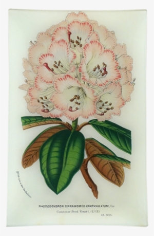 Rhododendron Cinnamomeo Campanulatum Rhododendron Cinnamomeo - House #3119887