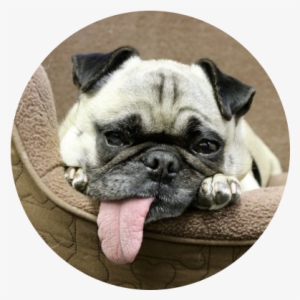 Riley - Riley Animal #3119914