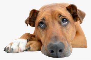 A Dog Owner Received A Rude Awakening From Her Pup #3119935