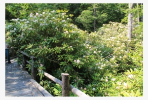 Courtesy Of Rhododendron State Park, New Hampshire - New Hampshire #3119959