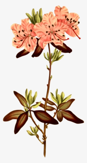 Rhododendron Botanical Illustration Botany Cut Flowers - Punktierte Leaved Rhododendron-illustration Karte #3120010