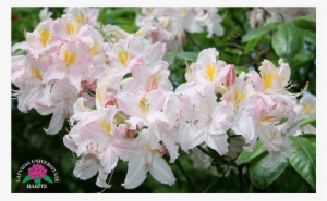 Vasarzaļais Rododendrs, Šķirne - Lily Family #3120189