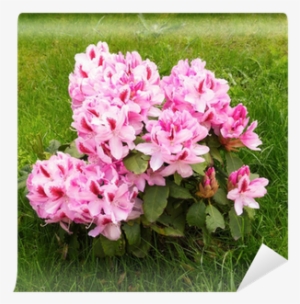 Rhododendron #3120260