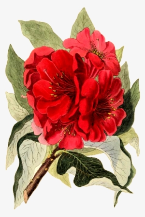 Free Vintage Images #3120376