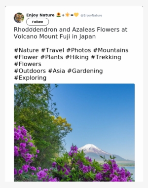 Rhododendron And Azaleas Flowers At Volcano Mount Fuji - Bougainvillea #3120395
