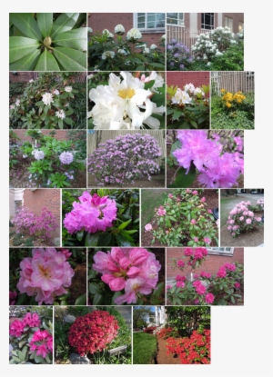 Rhododendrons Azaleas - Common Peony #3120397