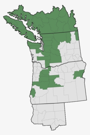 More Information - - Pacific Northwest English #3120541