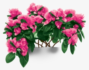 Azaleas Flowers Transparent Background #3120655