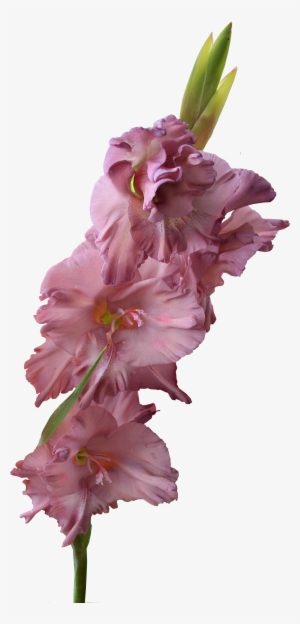 Gladiolus Png Pic - Gladiolus Flower Transparent Background #3121581