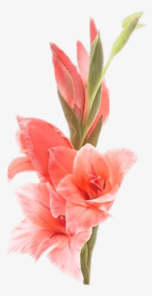Gladiolus - Gladiolus Flower #3121610