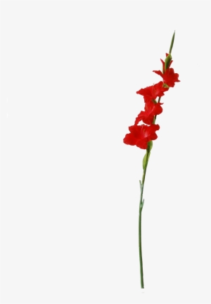 Cm Red #3121787
