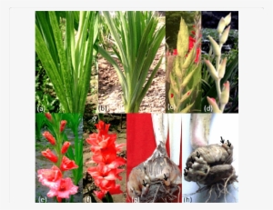 Symptoms On Various Parts - Leaf #3121869