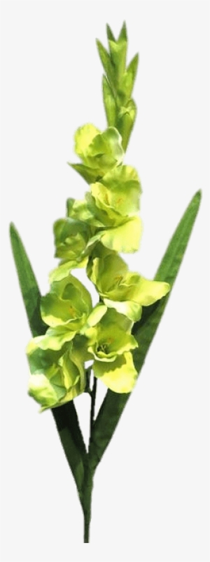 White Green Gladiolus - Portable Network Graphics #3121919