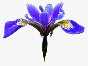 Iris Clipart Transparent Png - Blue Iris Flower Png #3121923
