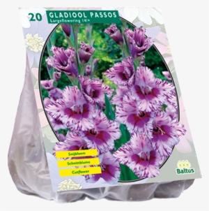 Gladiool Passos - Blumenzwiebel Floraself Gladiole Passos Lila 7 Stk #3121948