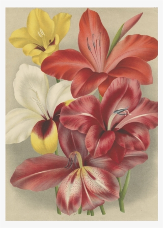 Gladiolus - Botany #3121952