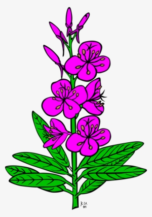 Chamaenerion Angustifolium Drawing Computer Icons Alaska - Fireweed Clipart #3122007