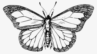 Vector Graphics - Line Drawing Of A Butterfly #3122204