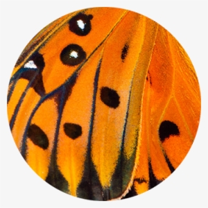 Butterfly Wing Speckled - Ladybug #3122251
