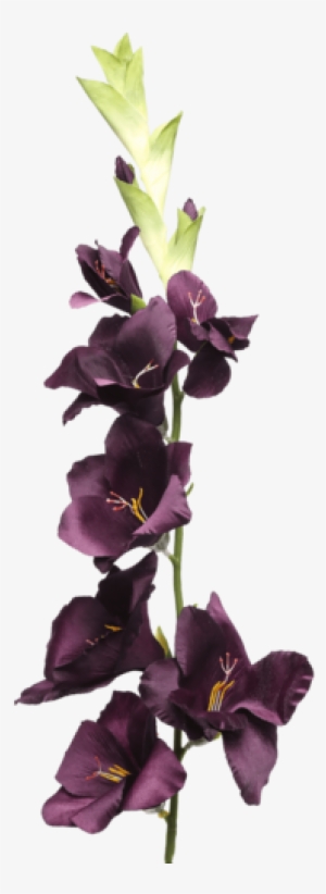 Gladiolus Spray Plum - Gladiolus #3122255