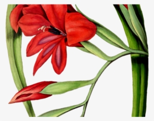Gladiolus Clipart Red Flower - Botanical Illustration #3122316