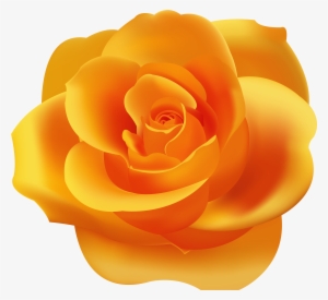 Orange Rose Photo #3122713