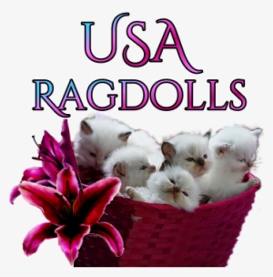 Ragdoll #3122871