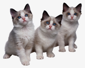 Cat Png - Kittens #3123033