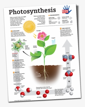 Photosynthesis Process Photosynthesis Cycle #3123646