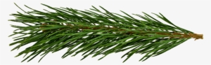 Carol Of The Bells - Pine Needle Transparent #3124771