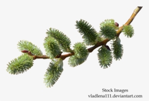 Branch Spring Png - Branch Of Pine Needles Png #3124877