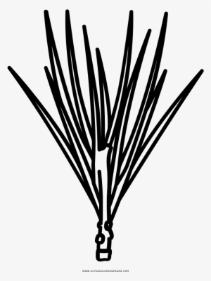 Pine Needles Coloring Page - Aghi Di Pino Disegno #3125030
