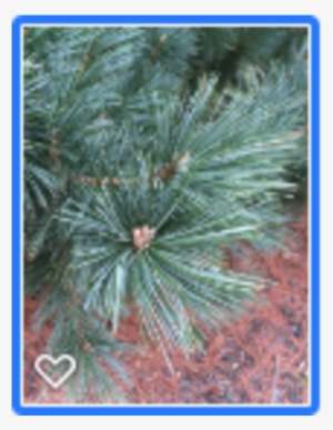 Limber Pine, Van Der Wulf Pine By Lisa Hair - White Pine #3125304