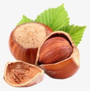 Today - Hazelnut Seeds #3125396