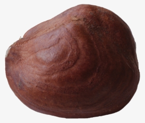 File - Hazelnut-macro - Wikimedia Commons #3125801
