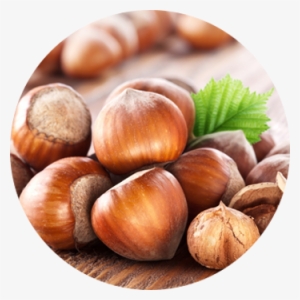 Hazelnut - Hazelnut Tree Bhutan #3126376